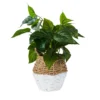 Plant In Two Tone Basket - White & Natural -Garden Tool Store 12833704 1754831603452417