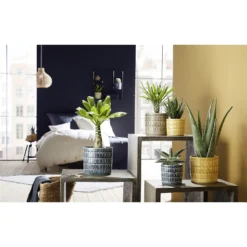 Elna Ceramic Pot - 10cm 5 Elna Ceramic Pot - 10cm -Garden Tool Store 12888969 5184843775862522