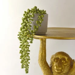 House Beautiful String Of Pearls In Ceramic Pot -Garden Tool Store 12890040 3924857412833165