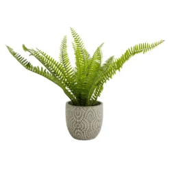 Maidenhair Fern In Ceramic Pot -Garden Tool Store 12890042 1544868121170856