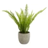 Maidenhair Fern In Ceramic Pot 1 Maidenhair Fern In Ceramic Pot -Garden Tool Store 12890042 9354868121093234