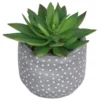 Small Succulent - Grey 2 Small Succulent - Grey -Garden Tool Store 12909500 1044869235473987
