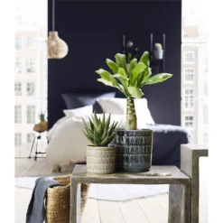 Scheurich Elna Yellow Ceramic Pot - 16cm -Garden Tool Store 12912158 1254845868136031