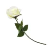 Rose - Cream -Garden Tool Store 12913569 1064845852001881