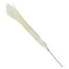Pampas - White 2 Pampas - White -Garden Tool Store 12913570 5834845852091344