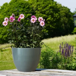 Chiswick Egg Pot Grey 20cm -Garden Tool Store 13176834 1344953204247434