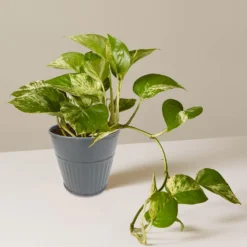 Ribbed Planter (3 Colour Mix) - 10cm -Garden Tool Store 13193952 4854933496129094