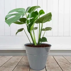 Ribbed Planter (3 Colour Mix) - 18cm -Garden Tool Store 13193953 1834933504482486