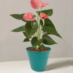 Ribbed Planter (3 Colour Mix) - 12cm -Garden Tool Store 13193954 1834933504168194