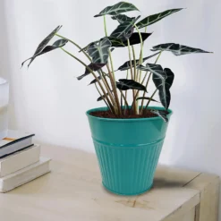 Ribbed Planter (3 Colour Mix) - 14cm -Garden Tool Store 13193958 1734933504233246