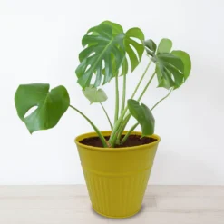 Ribbed Planter (3 Colour Mix) - 14cm -Garden Tool Store 13193958 2054933504207512