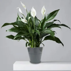 Ribbed Planter (3 Colour Mix) - 14cm -Garden Tool Store 13193958 8364933504175406