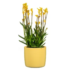 Yellow Solare Plant Pot - 15cm -Garden Tool Store 13432909 1104914559278423
