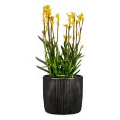 Black Ebano Plant Pot - 15cm 6 Black Ebano Plant Pot - 15cm -Garden Tool Store 13432911 2134914551147892