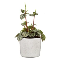 Perla White Plant Pot - 18cm -Garden Tool Store 13432918 8434914557780652