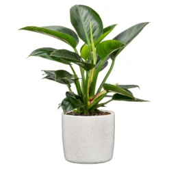 Perla White Plant Pot - 24cm -Garden Tool Store 13432920 1024914558076986