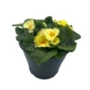 Ibiza Coloured Pot 21cm Primrose Spring -Garden Tool Store 13515395 9235029448337795