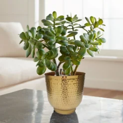 Hammered Brass Indoor Plant Pot - 20cm -Garden Tool Store 13887187 1564999810046550