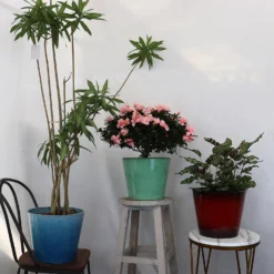 Glazed Finish Planter Mustard 30cm 13 Glazed Finish Planter Mustard 30cm -Garden Tool Store 13928631 1245001956300424