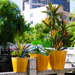 Glazed Finish Planter Mustard 50cm -Garden Tool Store 13928633 7695001956315193