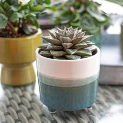 Two Tone Ombre Indoor Plant Pot - 12cm -Garden Tool Store 14197407 1005024191386699