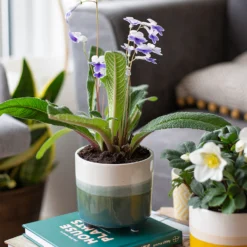 Two Tone Ombre Indoor Plant Pot - 12cm -Garden Tool Store 14197407 2875024191340553