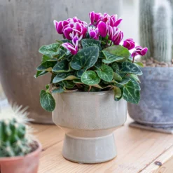 Chamfered Indoor Plant Pot - 13cm -Garden Tool Store 14197408 5005024191396185