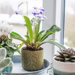 Crackle Leaf Indoor Plant Pot - 12cm 19 Crackle Leaf Indoor Plant Pot - 12cm -Garden Tool Store 14197410 8095024191499877