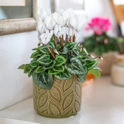 Crackle Leaf Indoor Plant Pot - 12cm 16 Crackle Leaf Indoor Plant Pot - 12cm -Garden Tool Store 14197410 9825024191346259