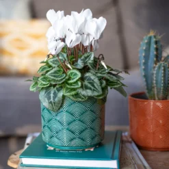 Art Deco Indoor Plant Pot - 12cm -Garden Tool Store 14197411 3485024190881577