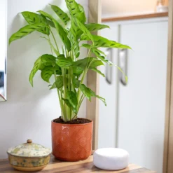 Art Deco Indoor Plant Pot - 12cm -Garden Tool Store 14197411 5485024190924552